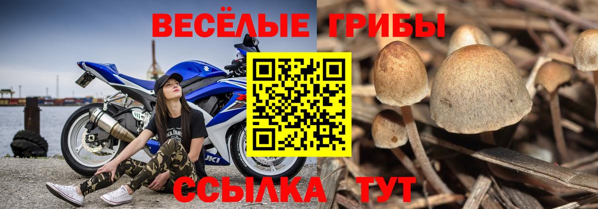 Галлюциногенные грибы прущие грибы  Вход с VPN  Вологда 